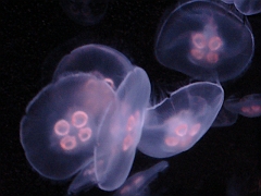 101 Toledo Zoo Light Show [2008 Dec 27]